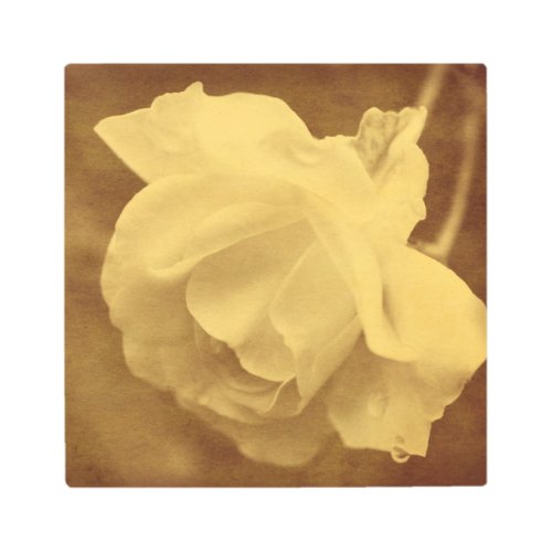 Sepia Rose With Raindrops Aged Vintage Look   Metal Print