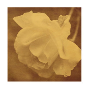 Sepia Rose With Raindrops Aged Vintage Look     Wood Wall Art