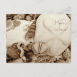 Sepia Sand Dollar Christmas Holiday Postcard<br><div class="desc">Sepia sand dollars and seashells Christmas postcard.  Easily add a message of your own to the back.  Postcards are a cost effective way of sending a holiday greeting.</div>