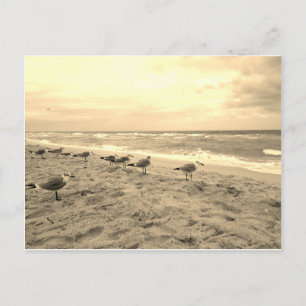 Sepia Seagull Postcard
