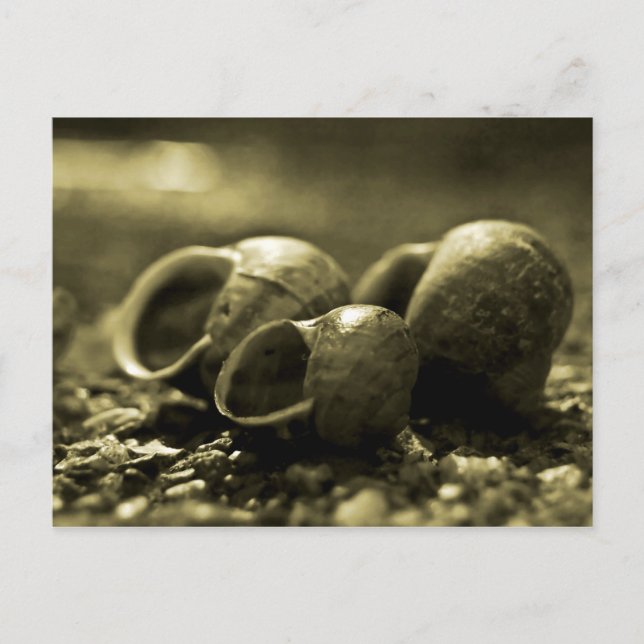 Sepia Shells Postcard (Front)