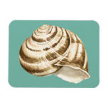 Sepia Striped Shell on Teal Magnet