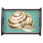 Sepia Striped Shell on Teal Serving Tray