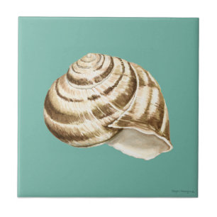 Sepia Striped Shell on Teal Tile