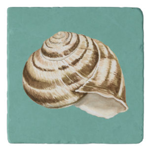 Sepia Striped Shell on Teal Trivet