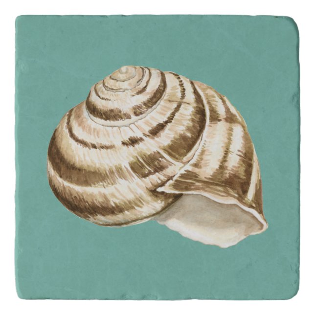 Sepia Striped Shell on Teal Trivet (Front)