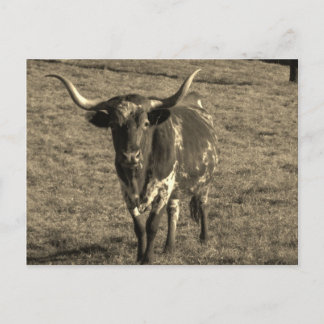 Sepia Tone Brown and White Longhorn Bull Postcard