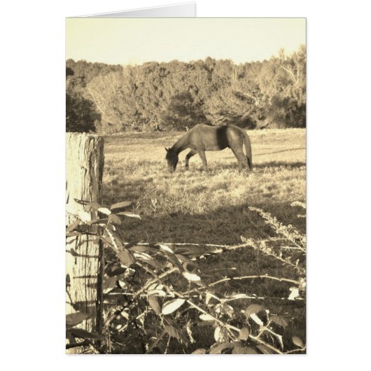 Sepia tone Brown horse and fence (Front)
