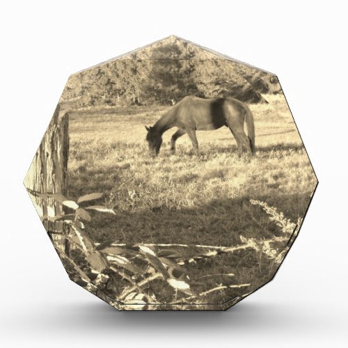 Sepia tone Brown horse and fence Acrylic Award