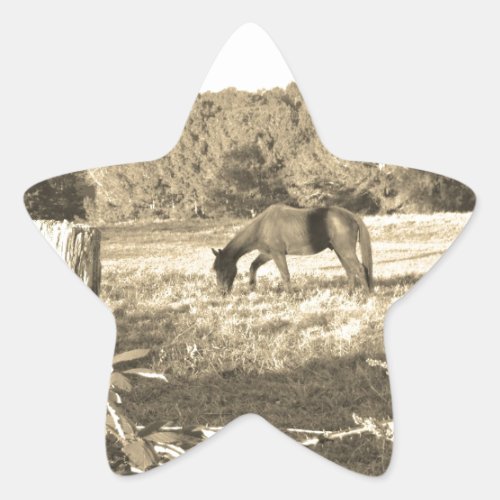 Sepia tone Brown horse and fence Star Sticker