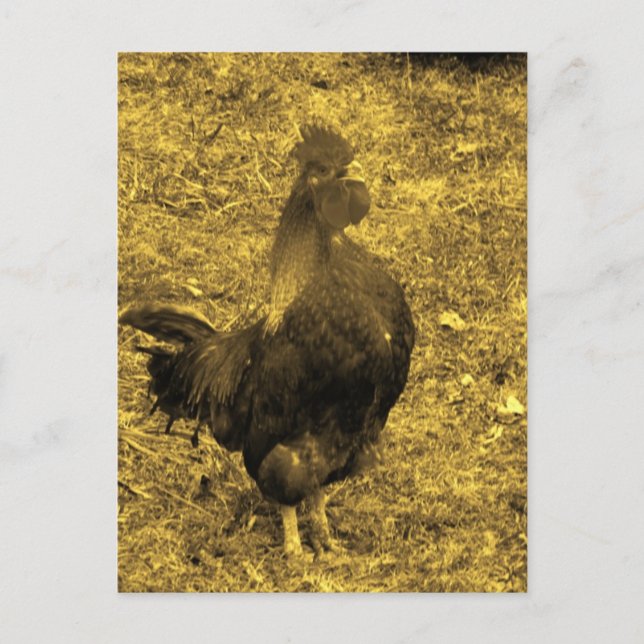 Sepia Tone Crowing Rooster Postcard (Front)
