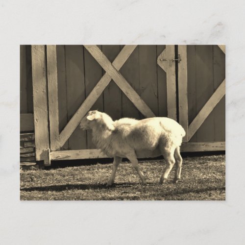 Sepia Tone  Goat and Barn Doors Postcard