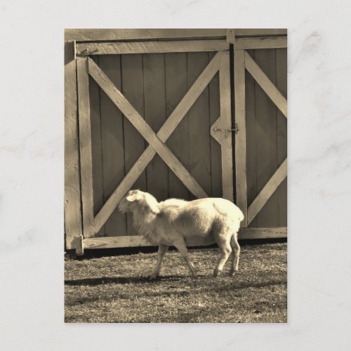 Sepia Tone  Goat and Barn Doors Postcard