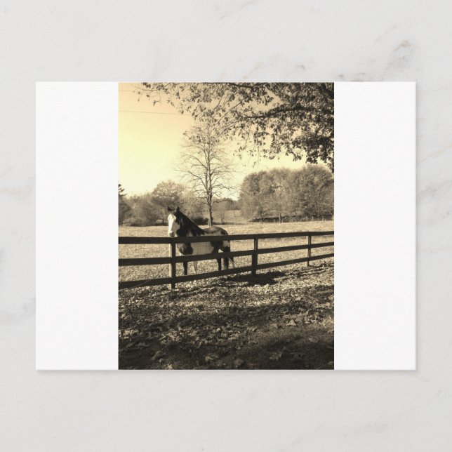 Sepia Tone  Photo of  black and white Horse Postcard (Front)