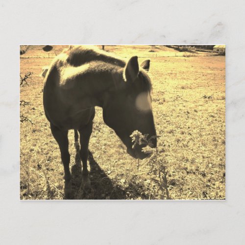 Sepia Tone  Photo of  brown Horse with flowers Postcard