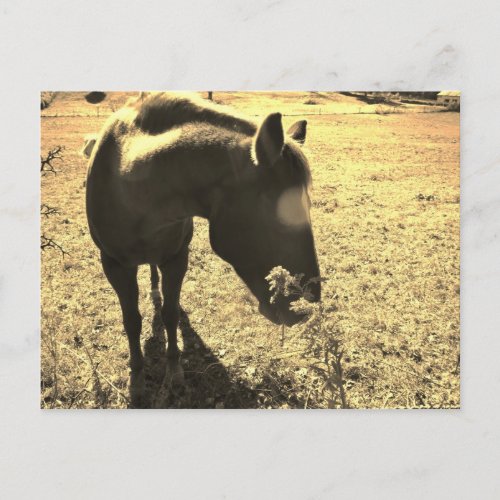 Sepia Tone  Photo of  brown Horse with flowers Postcard