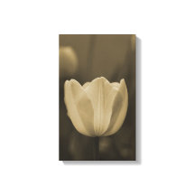 Sepia tone single tulip flower blossom up close