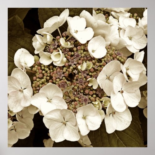Sepia Tone White Lacecap Hydrangea Blossom Poster
