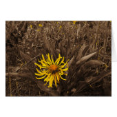 Sepia tone Yellow wildflowers (Front Horizontal)