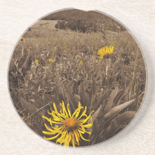 Sepia tone Yellow wildflowers Coaster