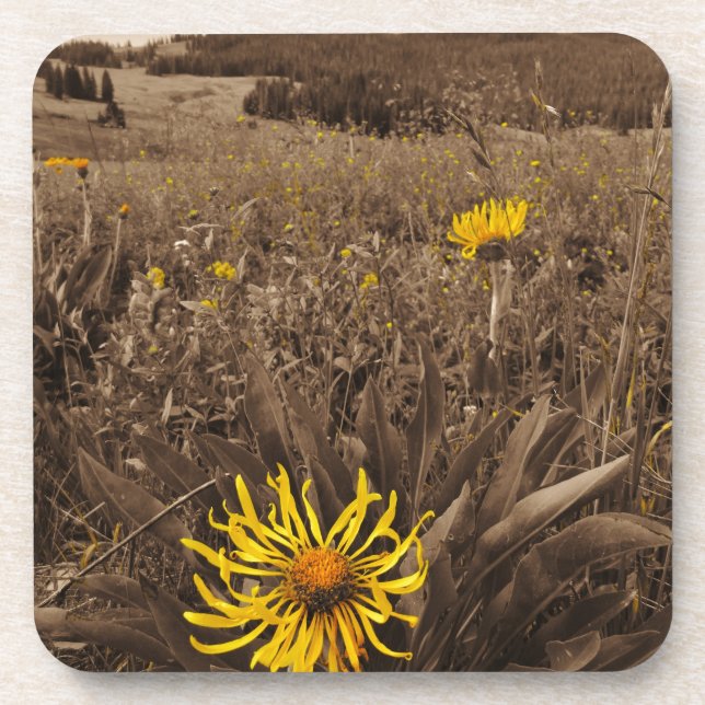 Sepia tone Yellow wildflowers Drink Coaster (Front)