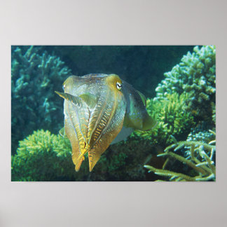 Sepia Up Close! Shimmering Squid at Coral Reef |  Poster