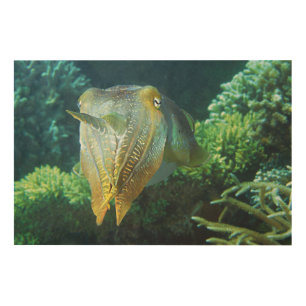 Sepia Up Close! Shimmering Squid at Coral Reef    Wood Wall Art