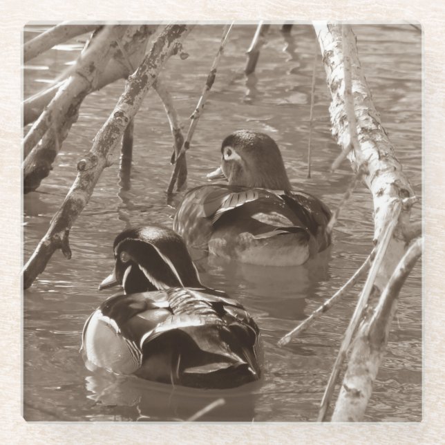 Sepia Wood Duck Pair Glass Coaster (Front)