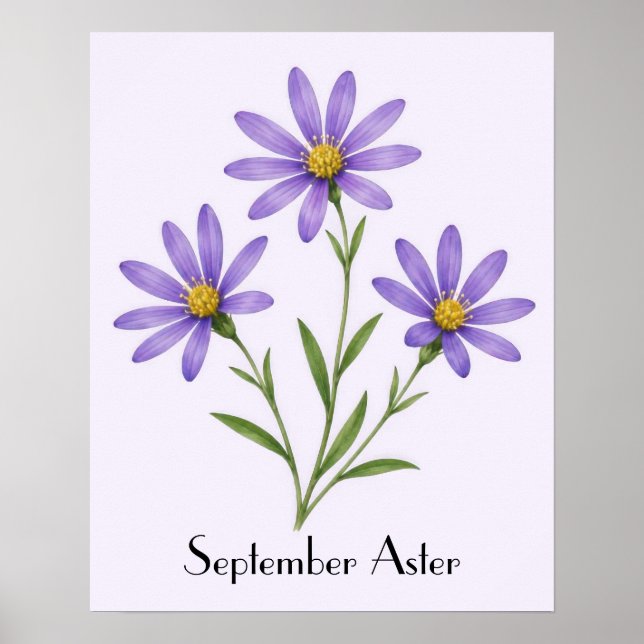 September Aster Flowers Poster (Front)