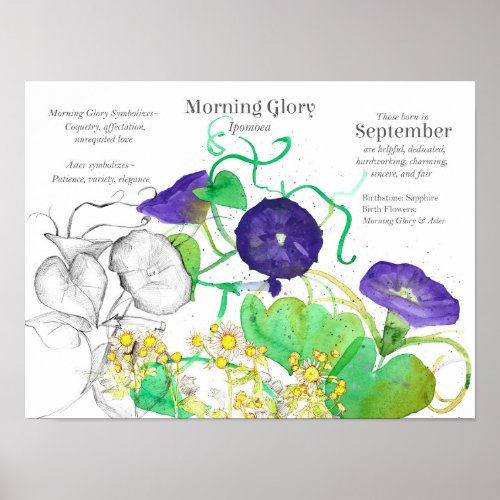 September Birthday Morning Glory Birth Flower Poster