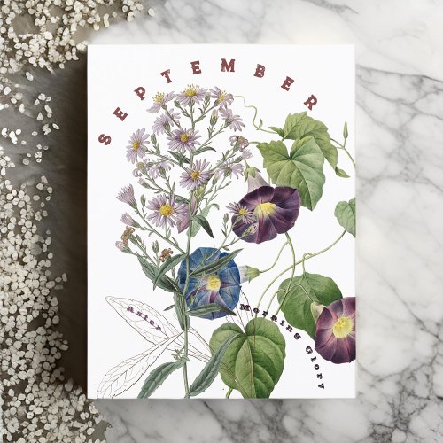 September Month Flowers Aster  Morning Glory  Postcard