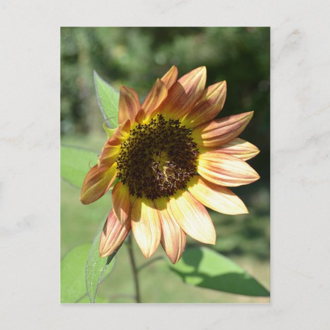September Sunflower Post Card (Front)