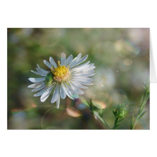 September Weed With Bokeh Cards (Front Horizontal)