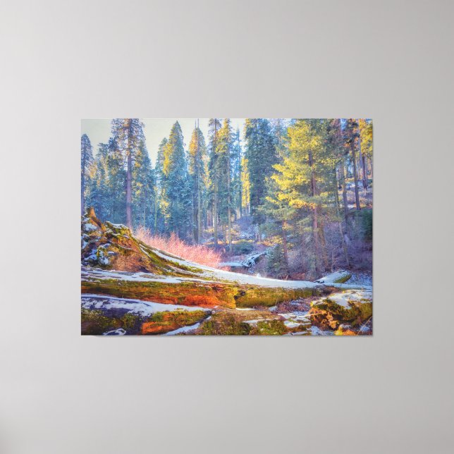 Sequoia Forest Canvas Print (Front)