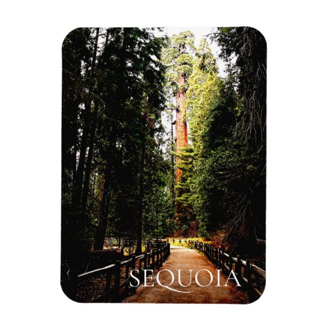 Sequoia Forest, Park Trail, Sequoia National Park Magnet (Vertical)