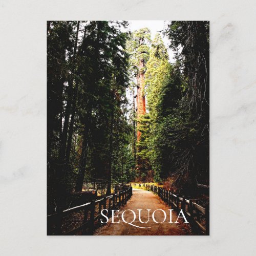 Sequoia Forest Park Trail Sequoia National Park Postcard