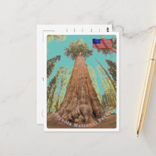 Sequoia - General Sherman Tree - United States - Postcard