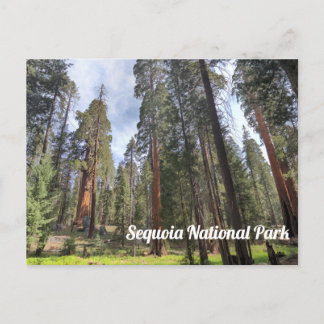 Sequoia Grove, Sequoia National Park Postcard