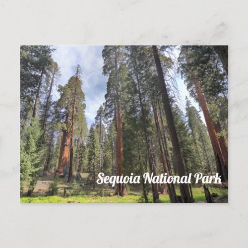 Sequoia Grove Sequoia National Park Postcard