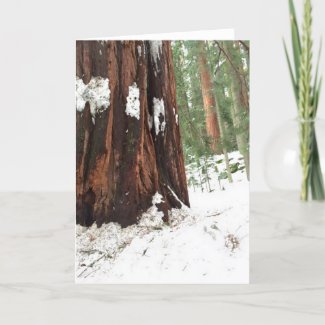 Sequoia in the snow card