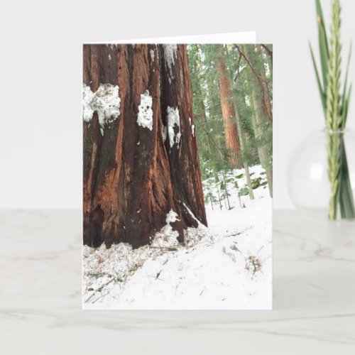 Sequoia in the snow card