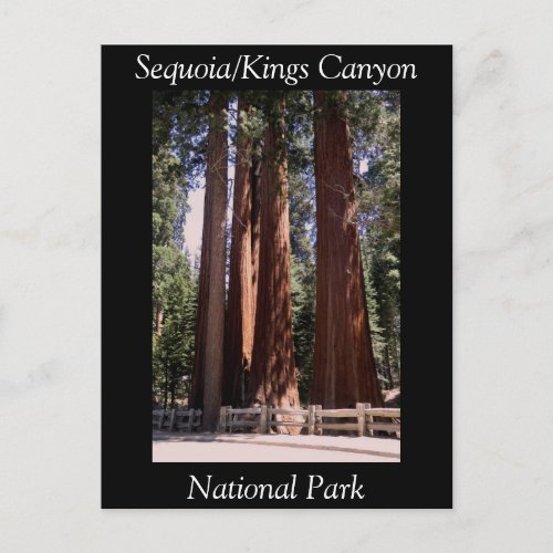 Sequoia Kings Canyon National Park Postcard