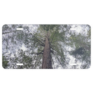 Sequoia License Plate