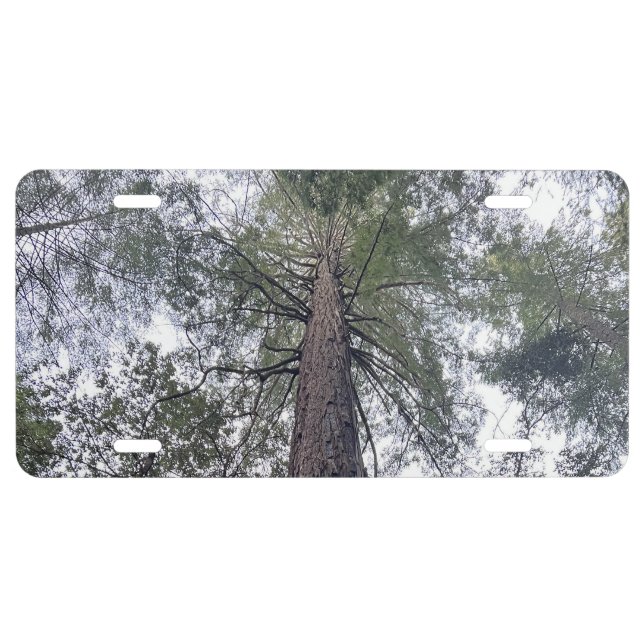 Sequoia License Plate (Front)