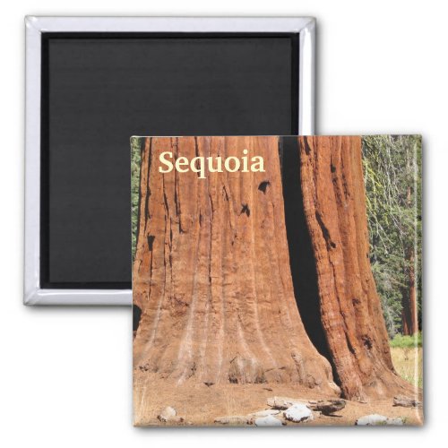 Sequoia Magnet Magnet