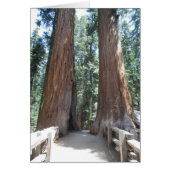 Sequoia National Park (Front)