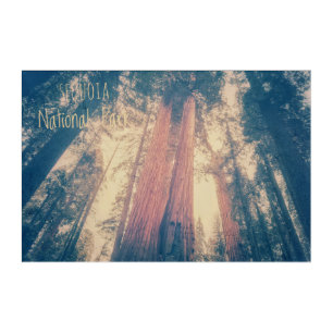 Sequoia National Park Acrylic Print