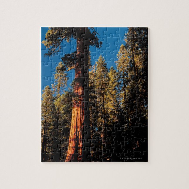 Sequoia National Park , California 2 Jigsaw Puzzle (Vertical)