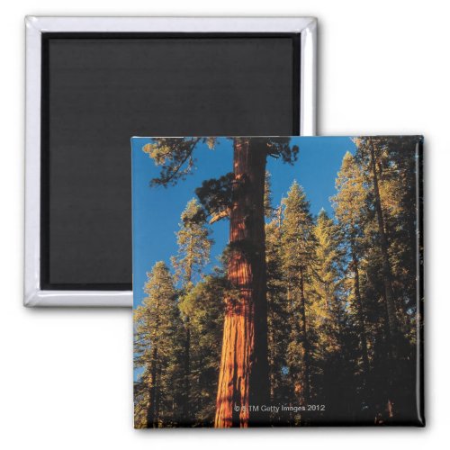 Sequoia National Park  California 2 Magnet