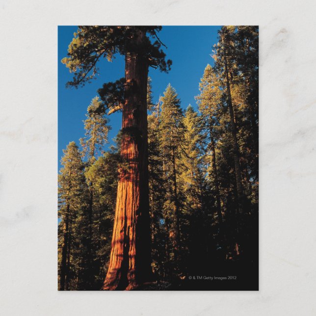 Sequoia National Park , California 2 Postcard (Front)